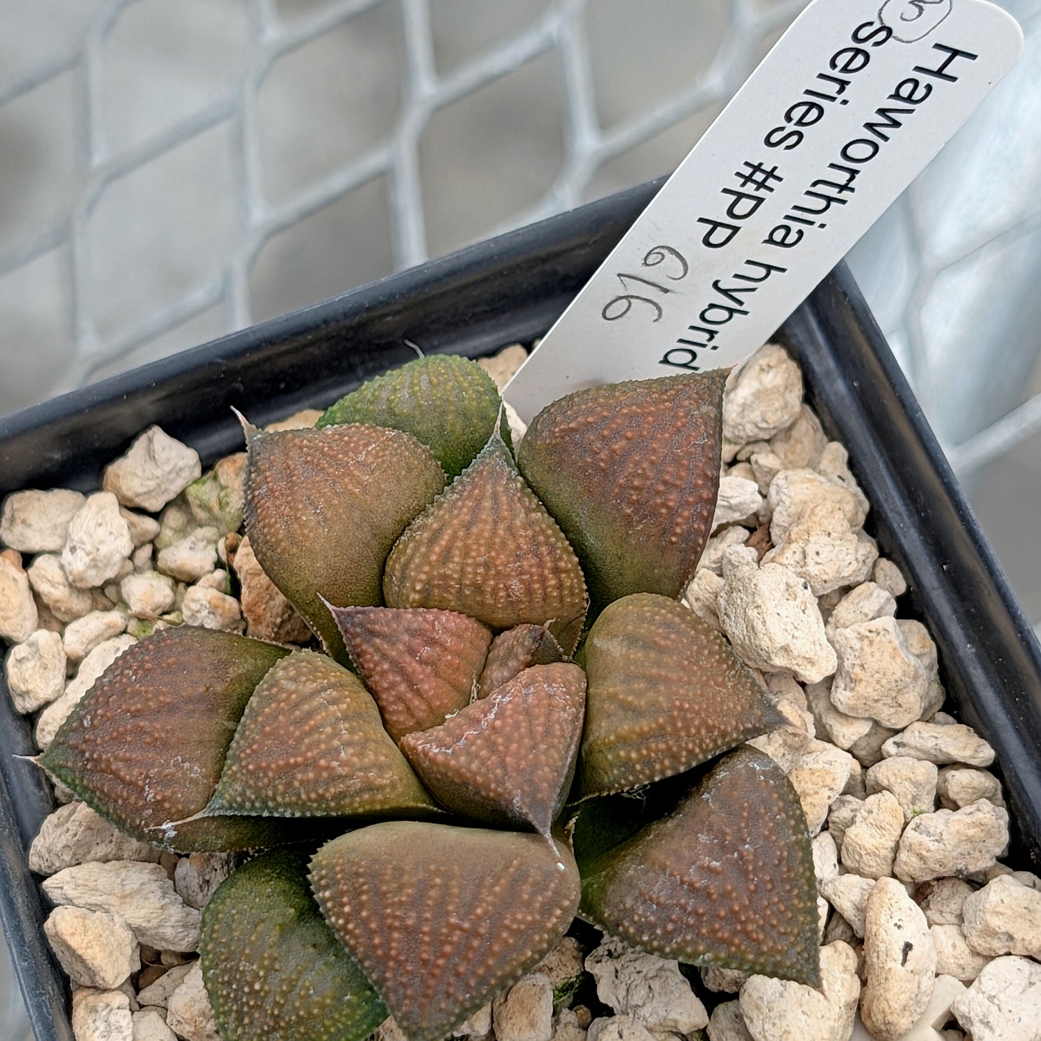 Haworthia PP615 hybrid series #5