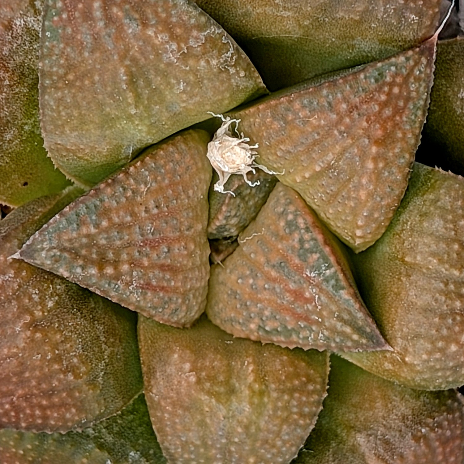 Haworthia PP616 hybrid series #6