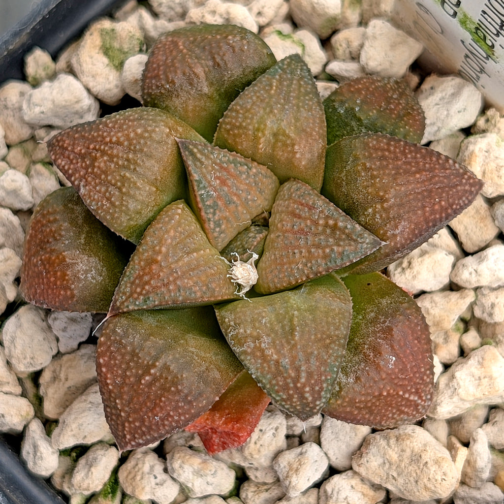 Haworthia PP616 hybrid series #6