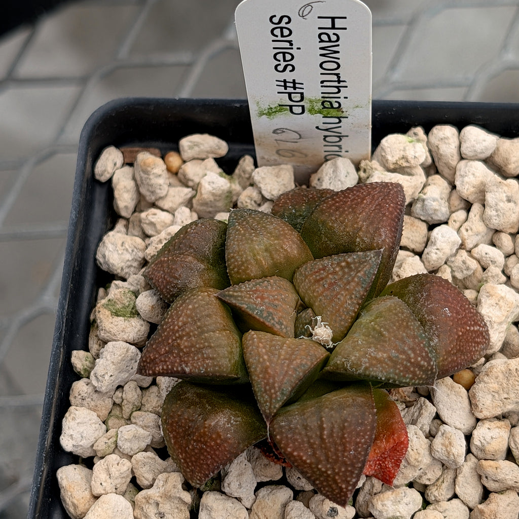 Haworthia PP616 hybrid series #6