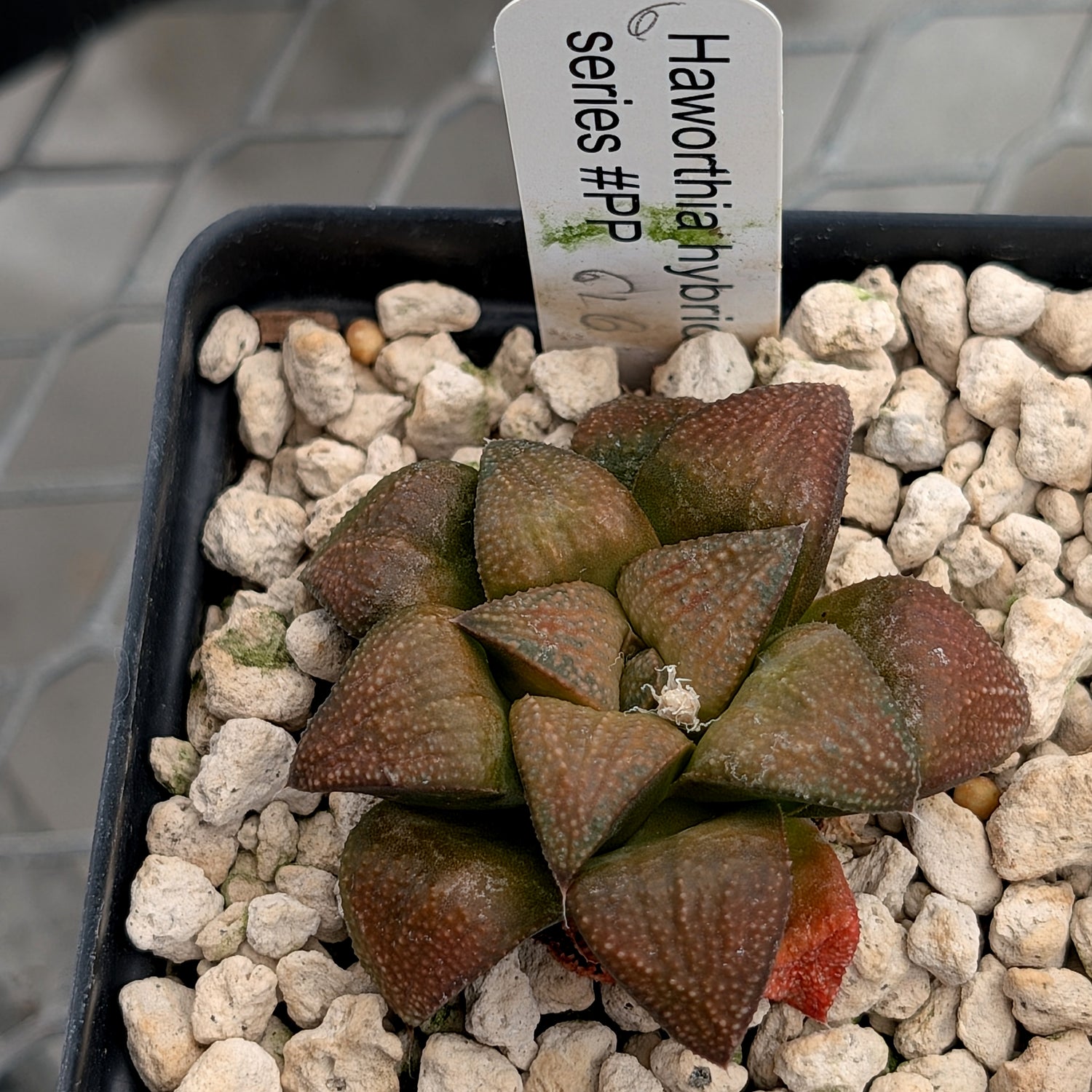 Haworthia PP616 hybrid series #6