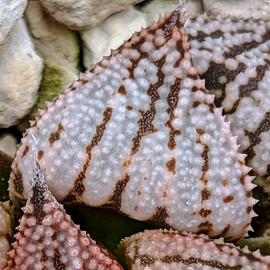 Haworthia PP617 hybrid series #7