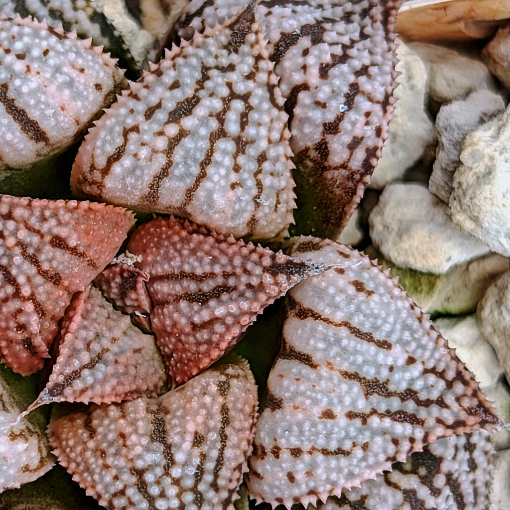 Haworthia PP617 hybrid series #7