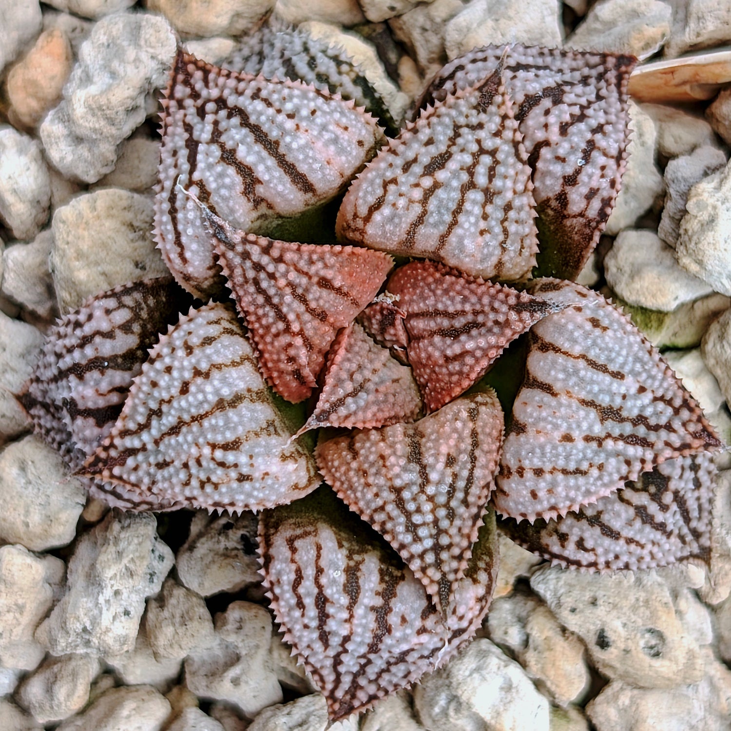 Haworthia PP617 hybrid series #7