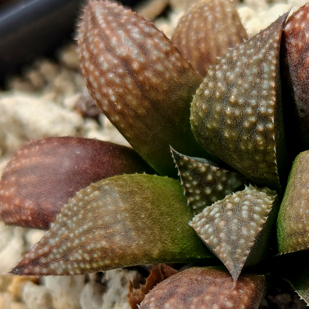 Haworthia PP619 hybrid series #gg