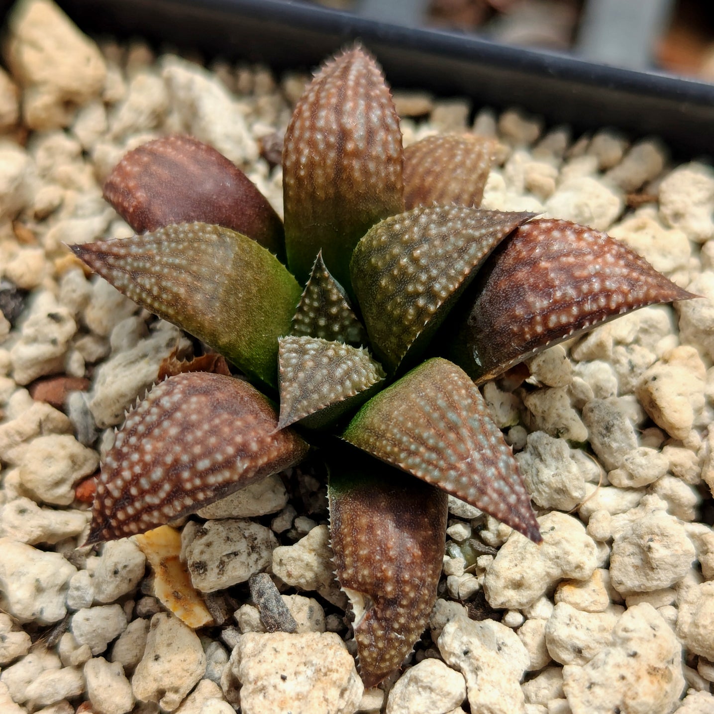 Haworthia PP619 hybrid series #gg