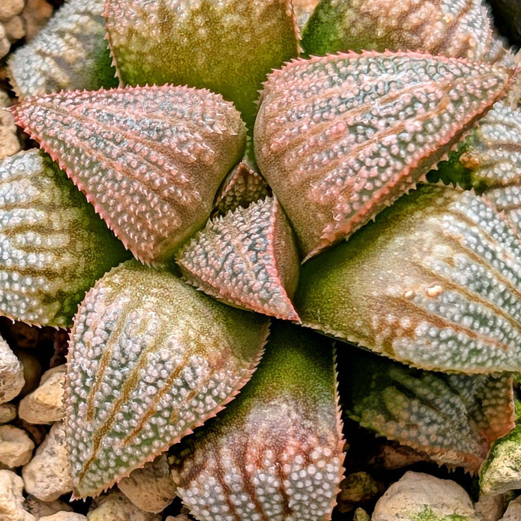 Haworthia hybrid series PP619 #8