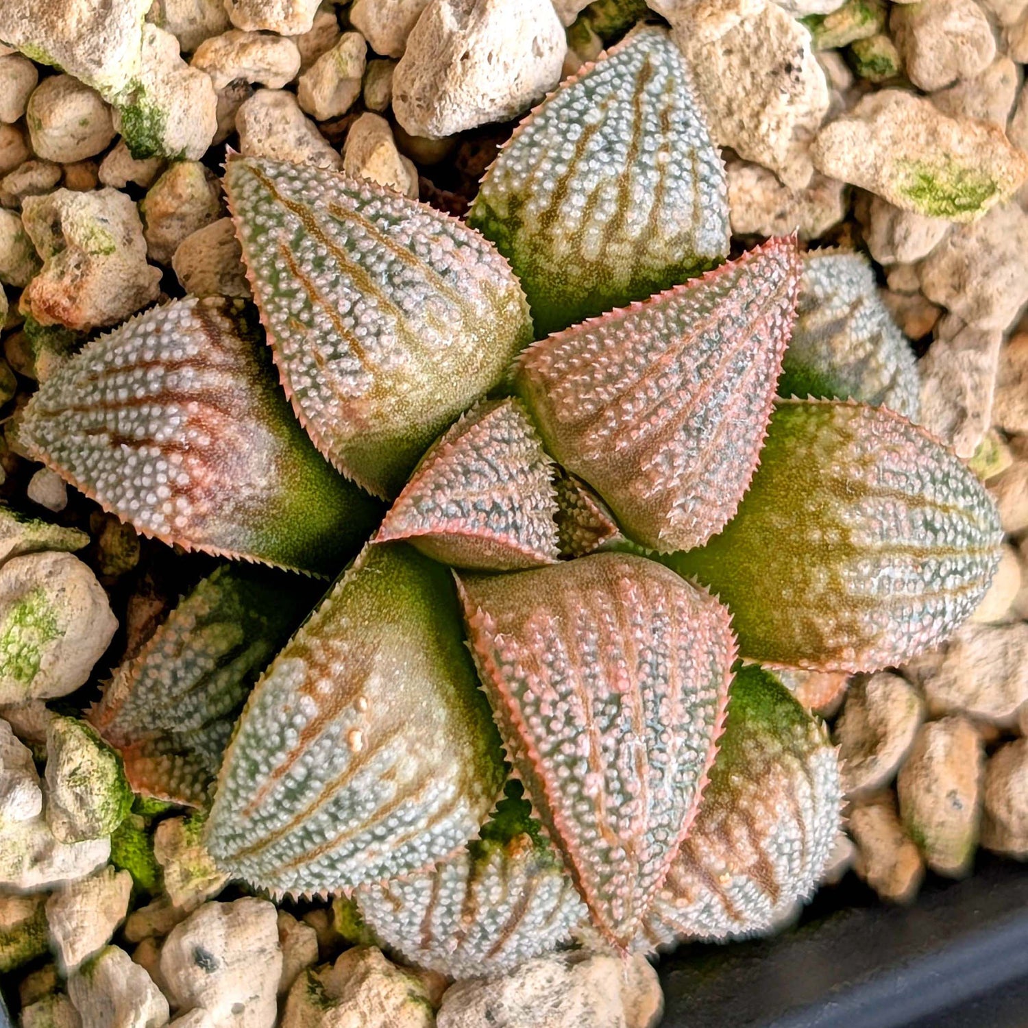 Haworthia hybrid series PP619 #8
