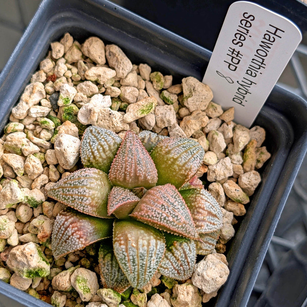 Haworthia hybrid series PP619 #8