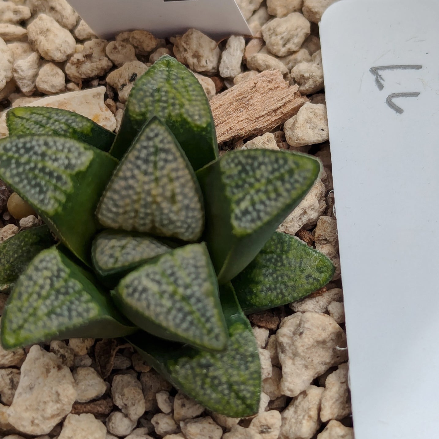 Haworthia groenewaldii hybrid series PP620 #LL