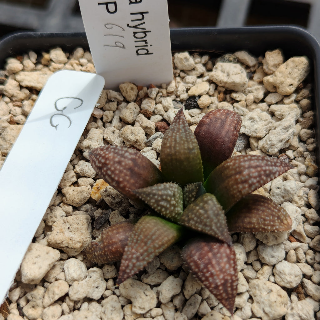 Haworthia PP619 hybrid series #gg