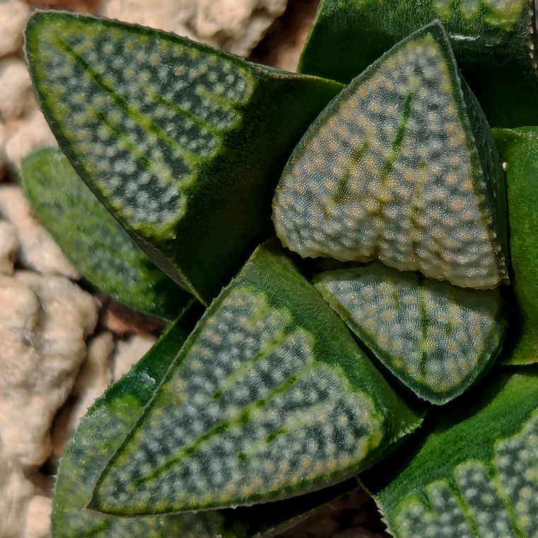 Haworthia groenewaldii hybrid series PP620 #LL