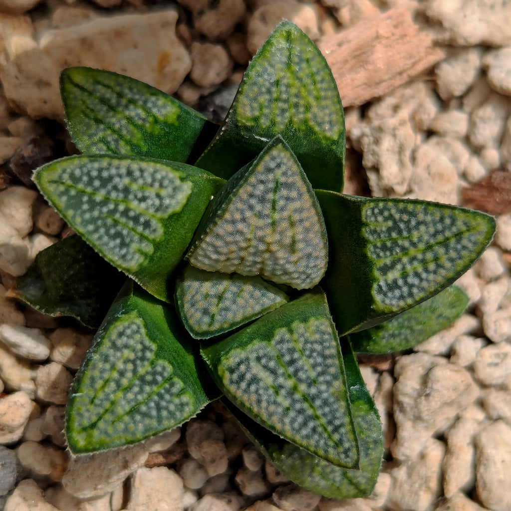 Haworthia groenewaldii hybrid series PP620 #LL