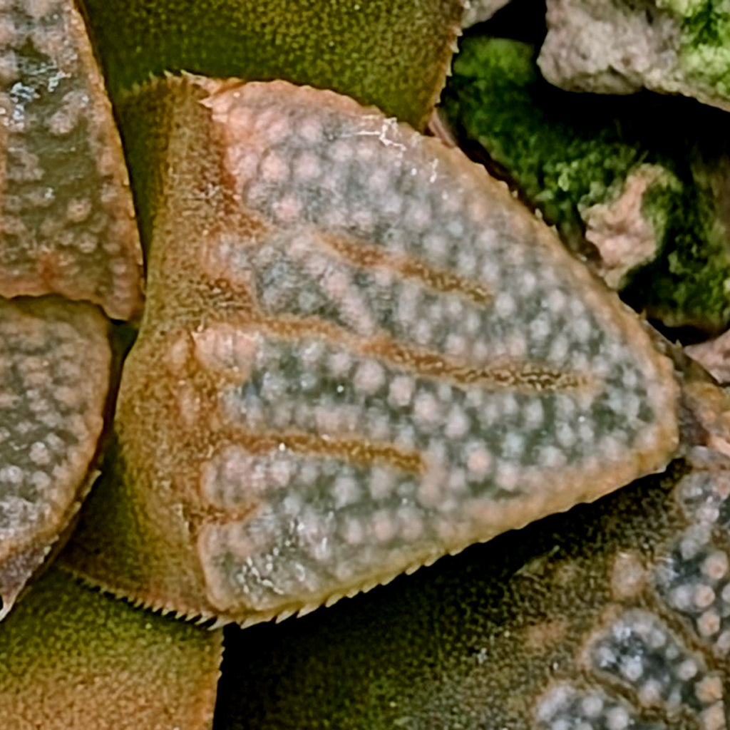 Haworthia groenewaldii hybrid series PP620 #14