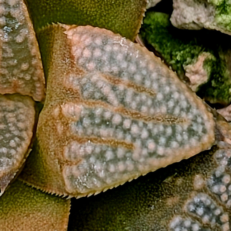 Haworthia groenewaldii hybrid series PP620 #14
