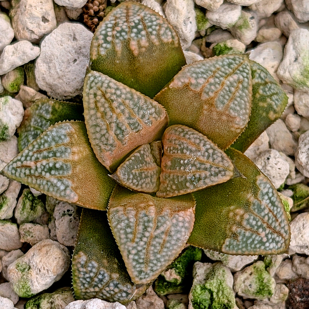 Haworthia groenewaldii hybrid series PP620 #14