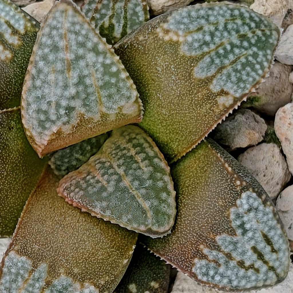 Haworthia groenewaldii hybrid series PP620 #17