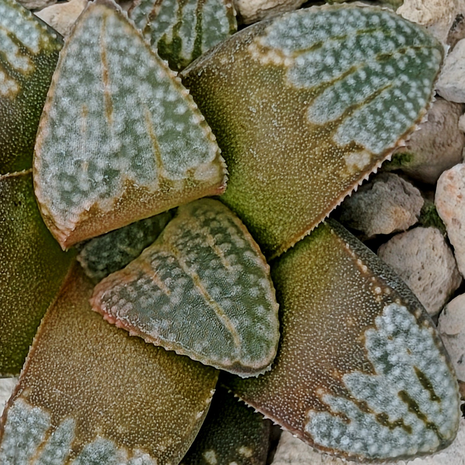 Haworthia groenewaldii hybrid series PP620 #17