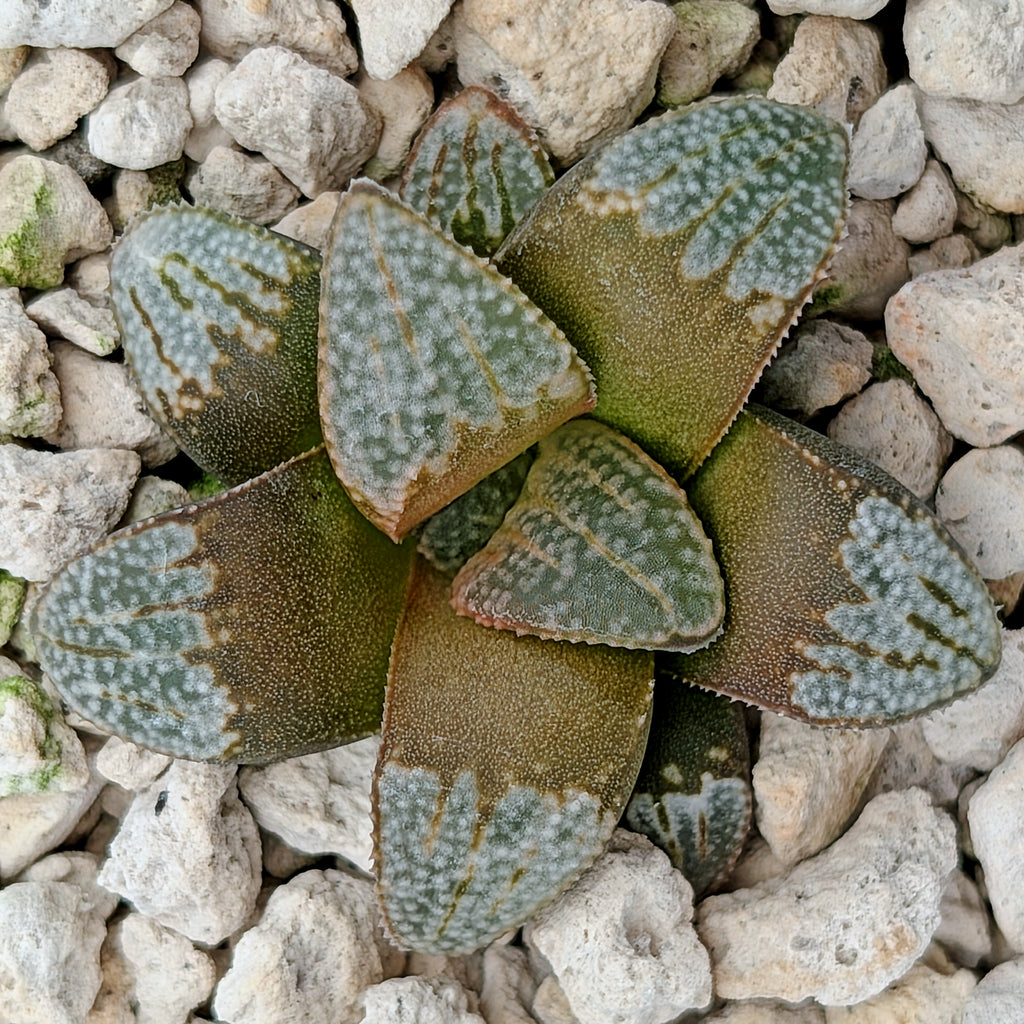 Haworthia groenewaldii hybrid series PP620 #17