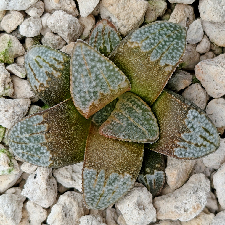 Haworthia groenewaldii hybrid series PP620 #17