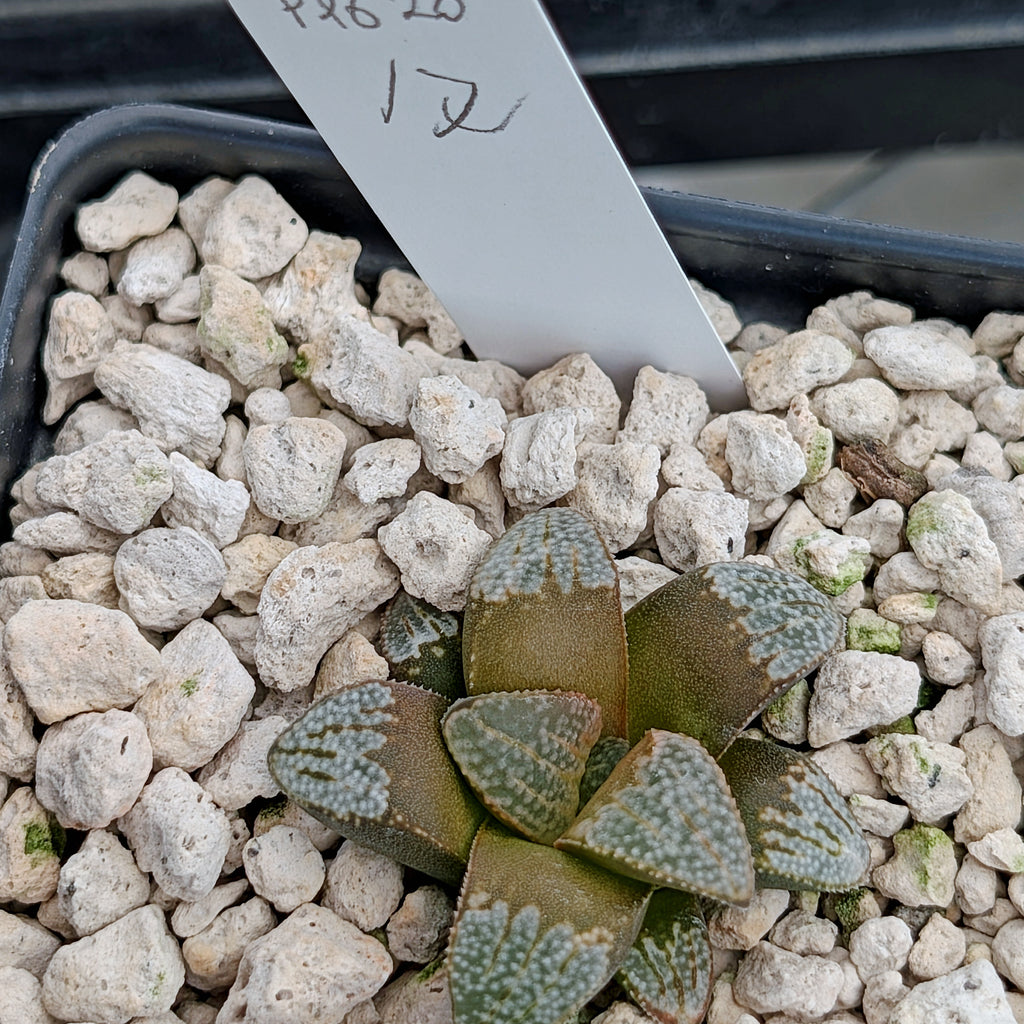 Haworthia groenewaldii hybrid series PP620 #17