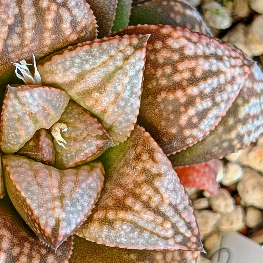 Haworthia PP625 hybrid series #30