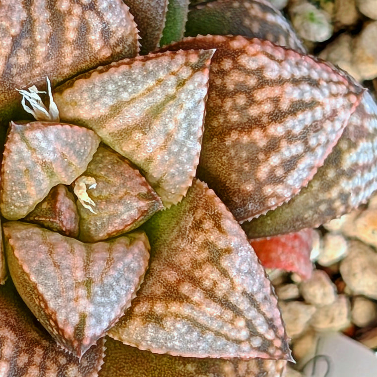 Haworthia PP625 hybrid series #30