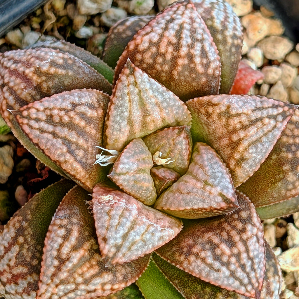Haworthia PP625 hybrid series #30