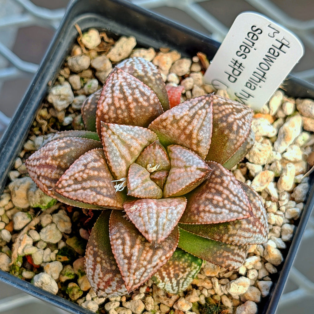 Haworthia PP625 hybrid series #30