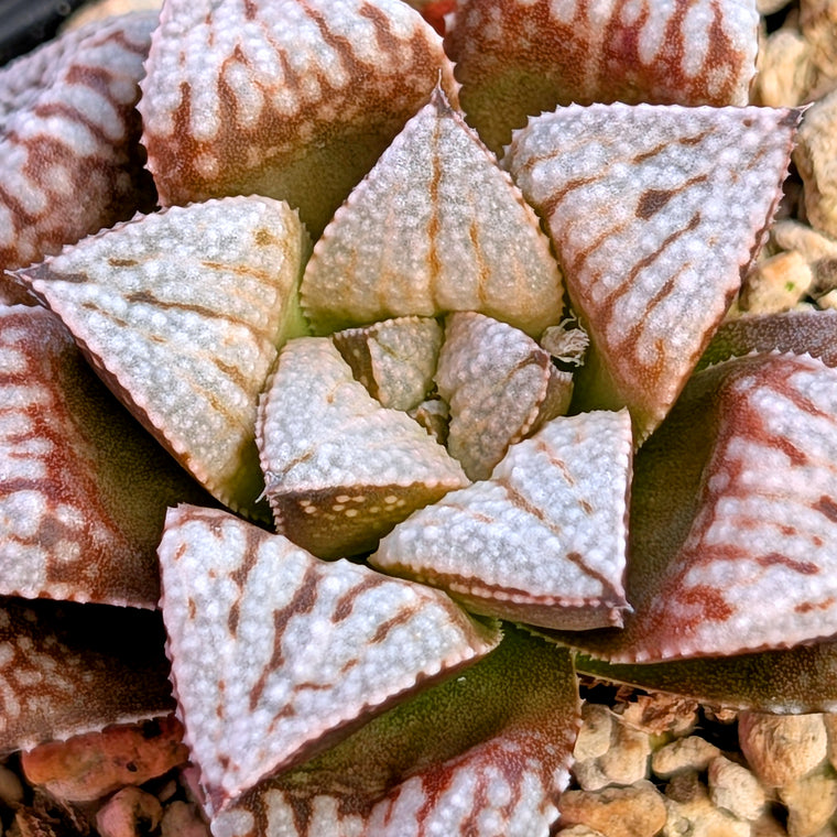Haworthia PP625 hybrid series #32