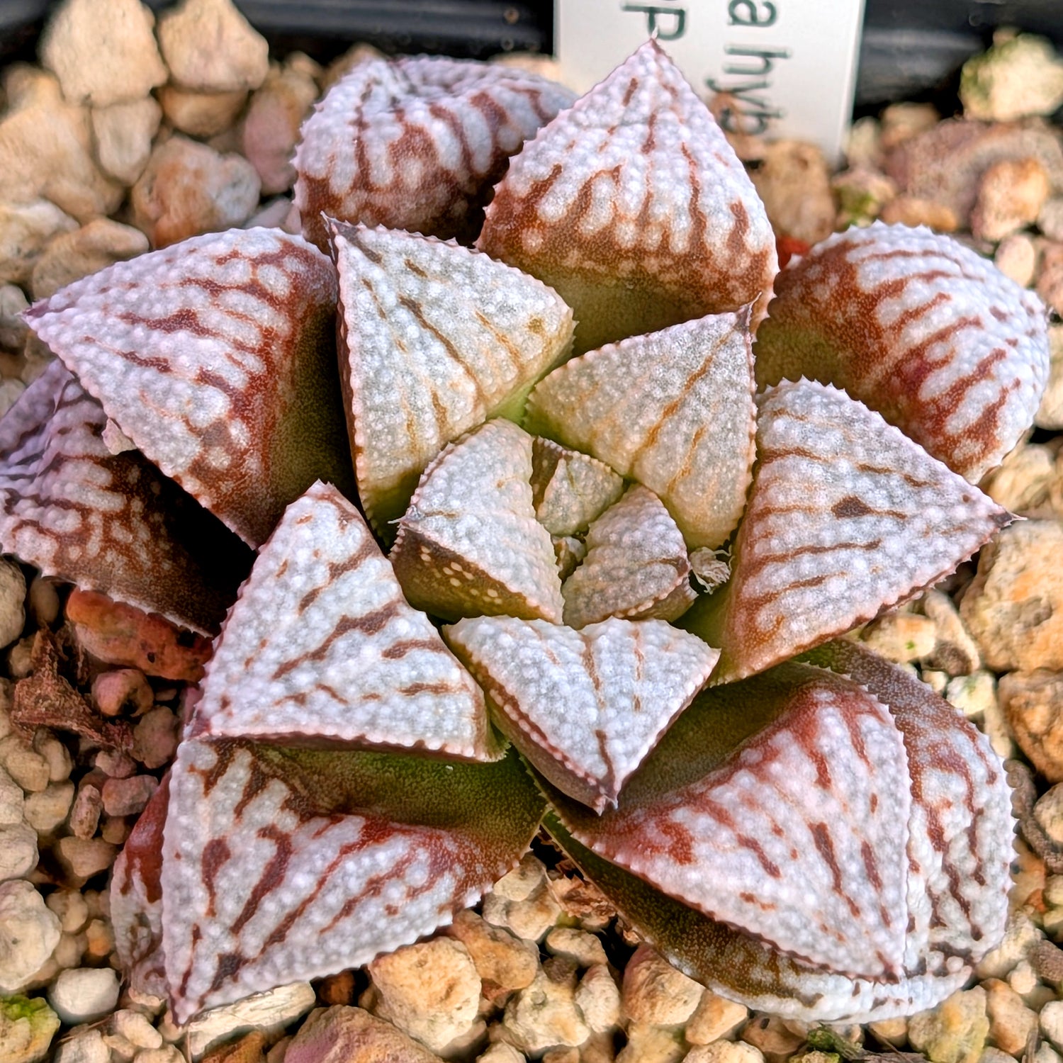 Haworthia PP625 hybrid series #32