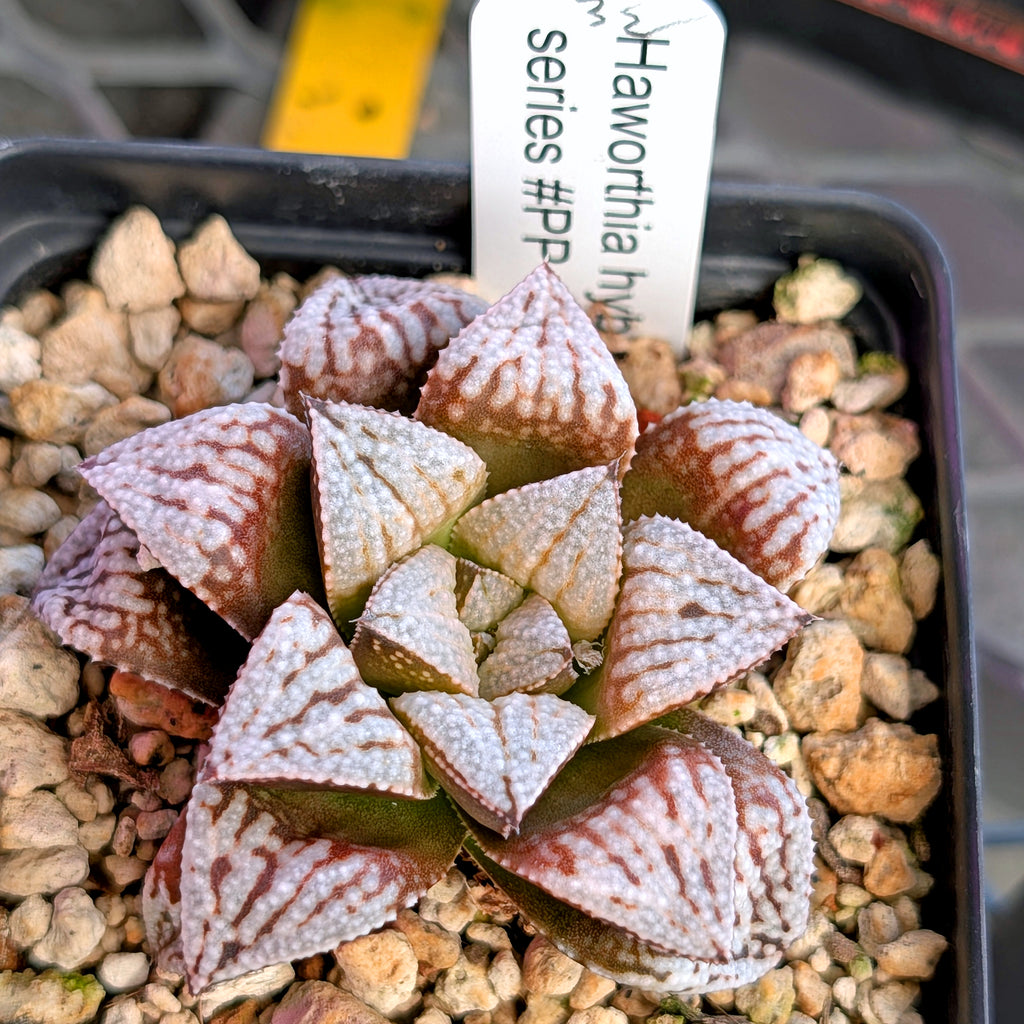 Haworthia PP625 hybrid series #32