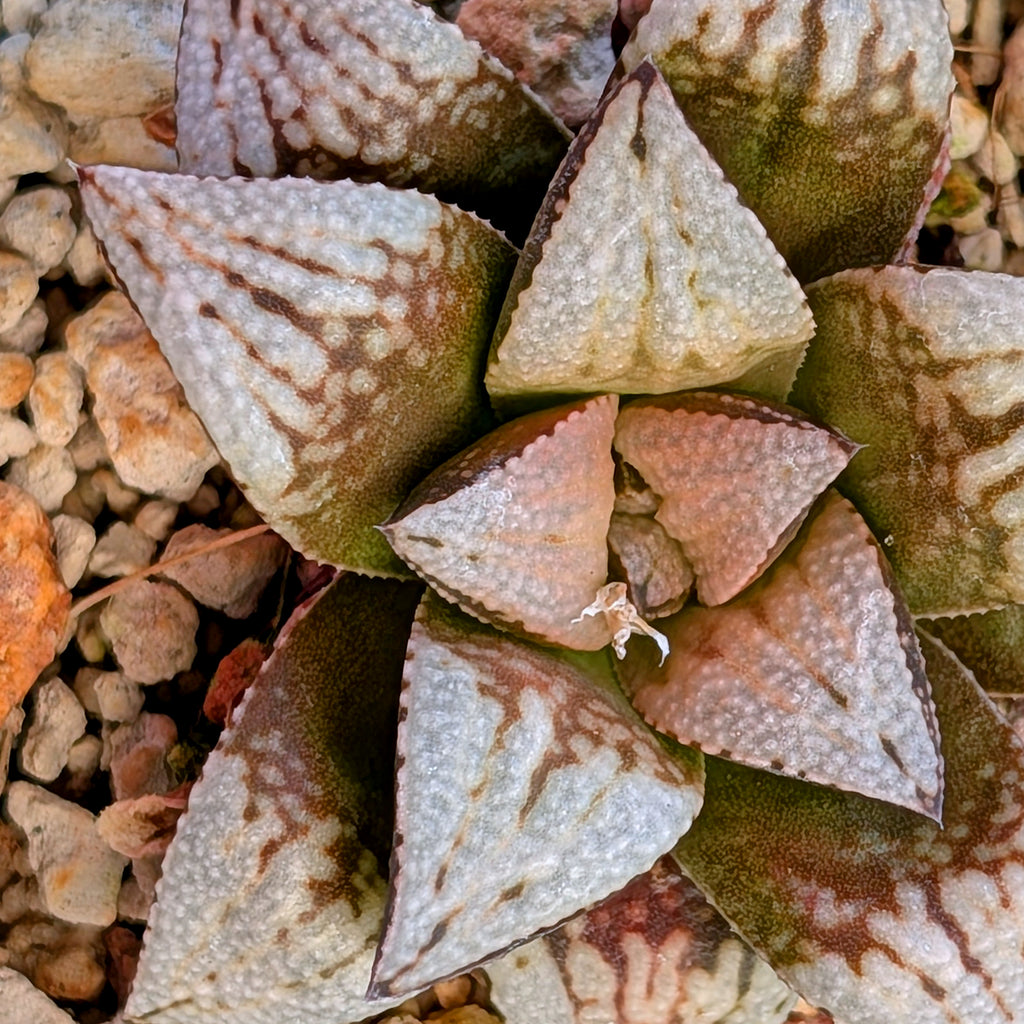 Haworthia PP625 hybrid series #33