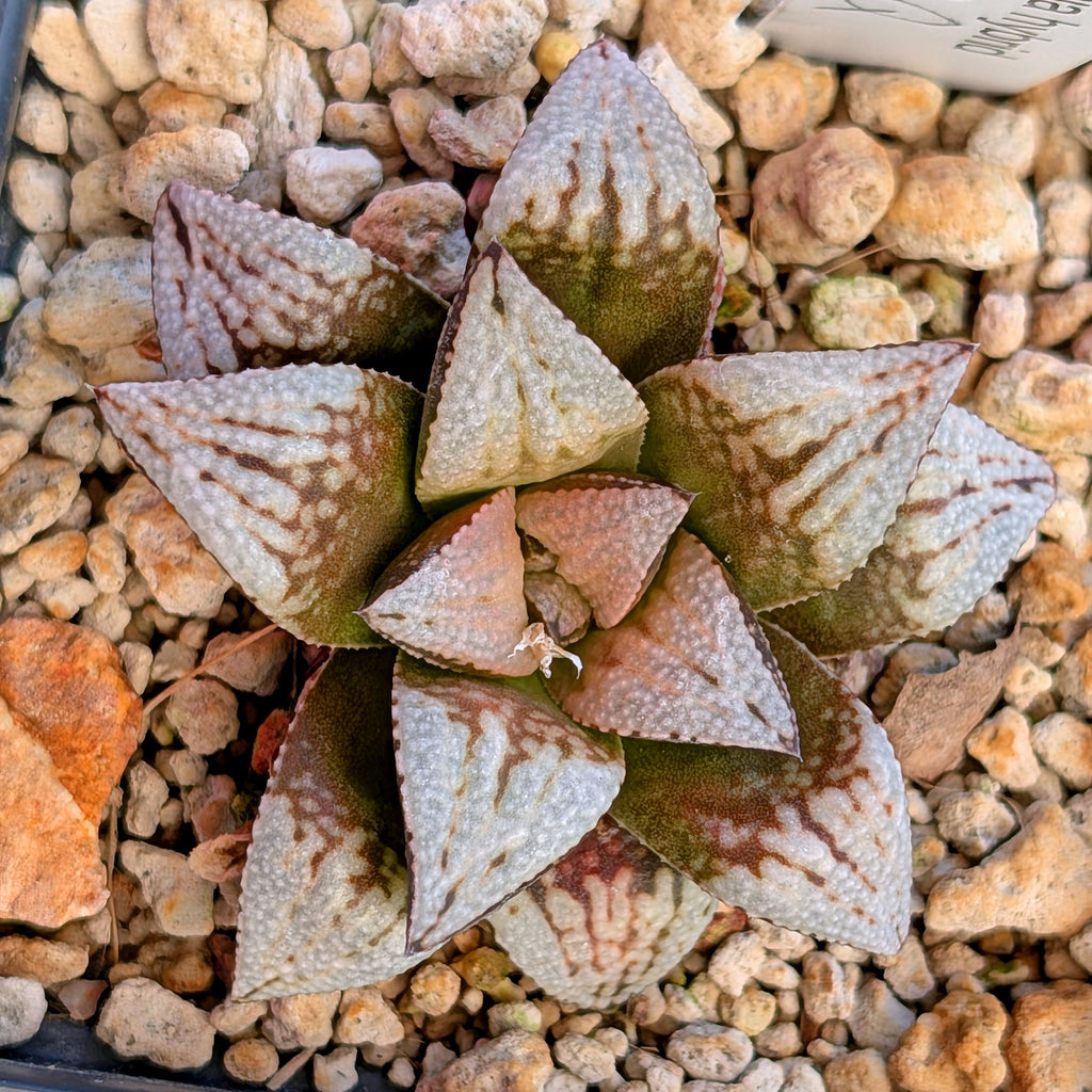 Haworthia PP625 hybrid series #33