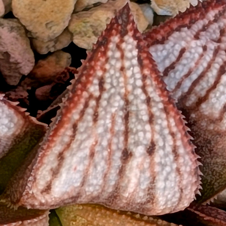 Haworthia PP625 hybrid series #36