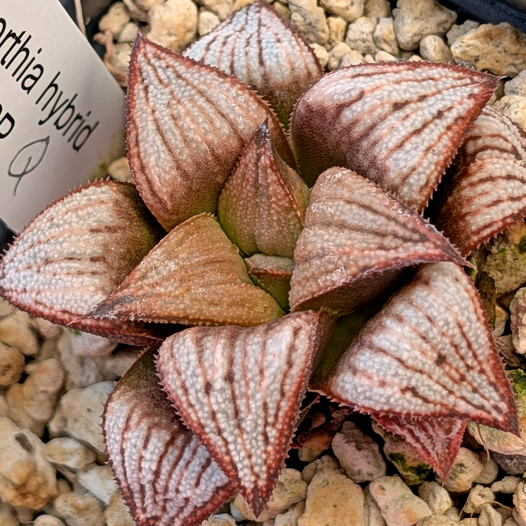 Haworthia PP625 hybrid series #36