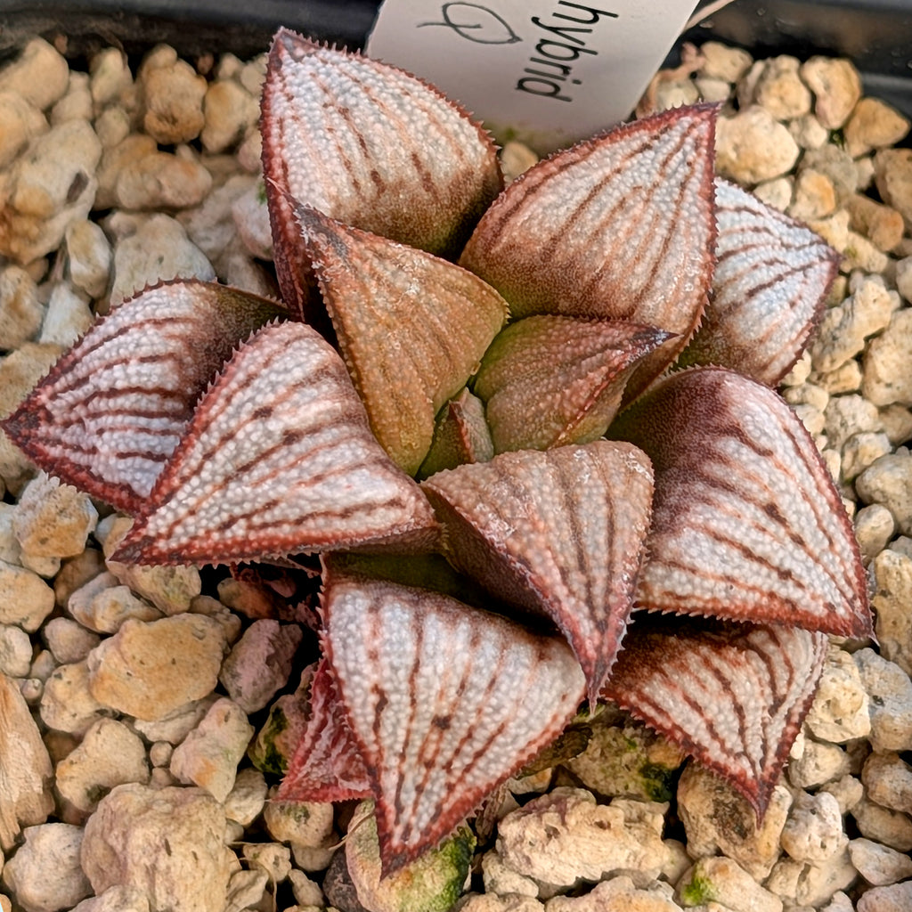 Haworthia PP625 hybrid series #36