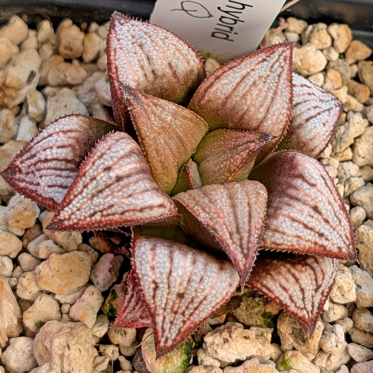 Haworthia PP625 hybrid series #36