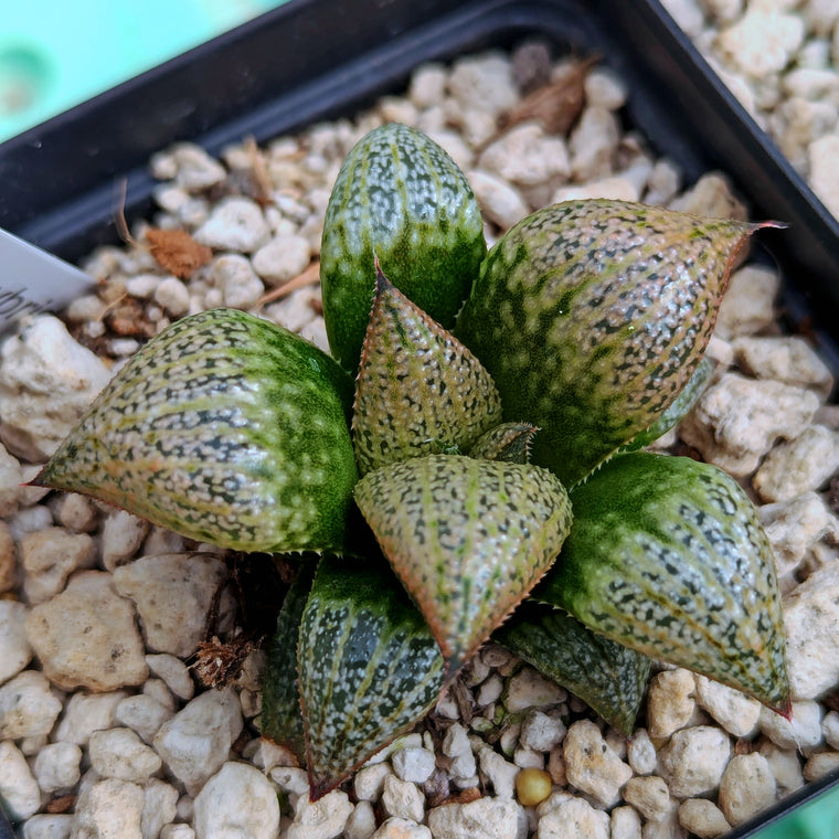 Haworthia PP625 hybrid series #s