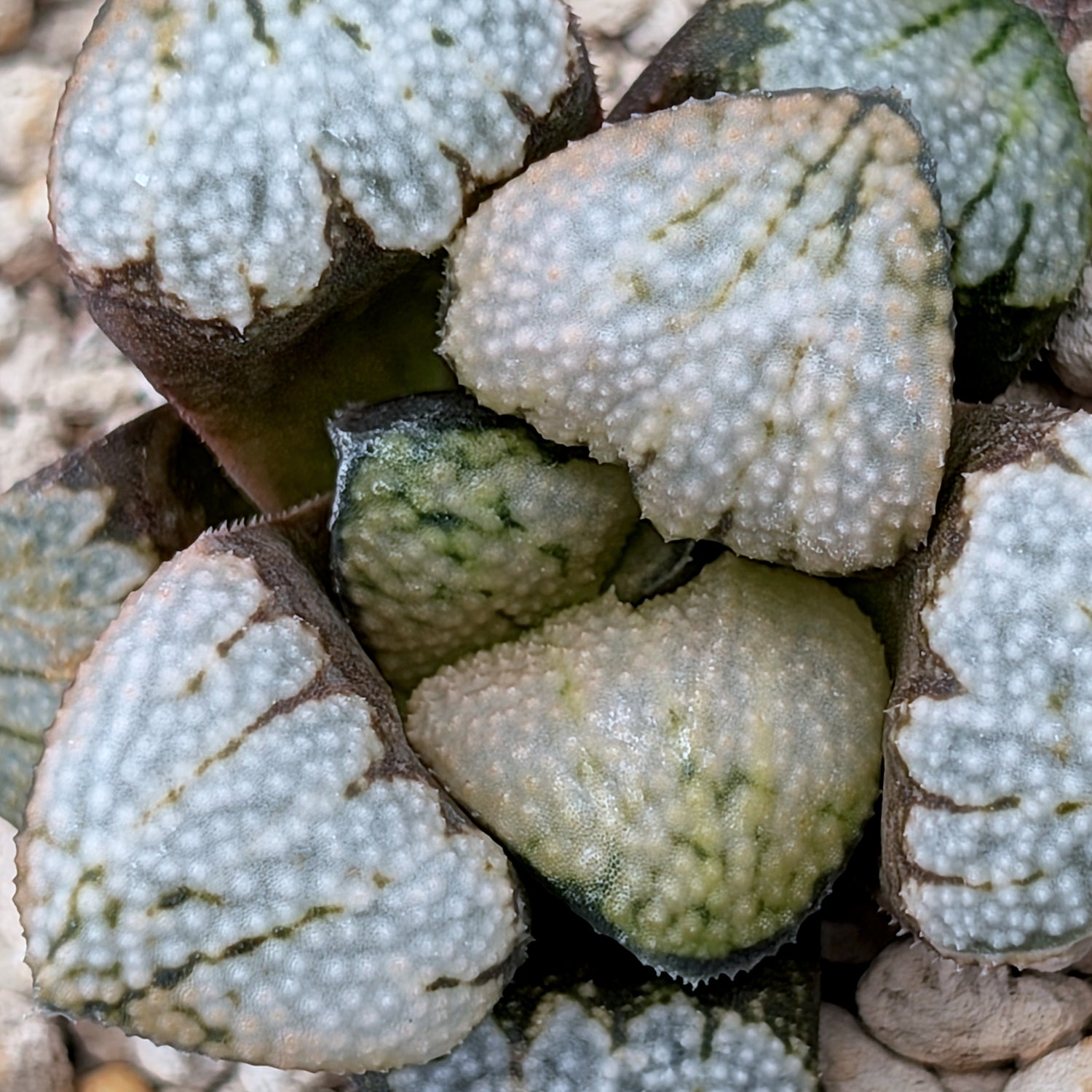 Haworthia "TetraTreasures" PP629 groenewaldii hybrid series #1