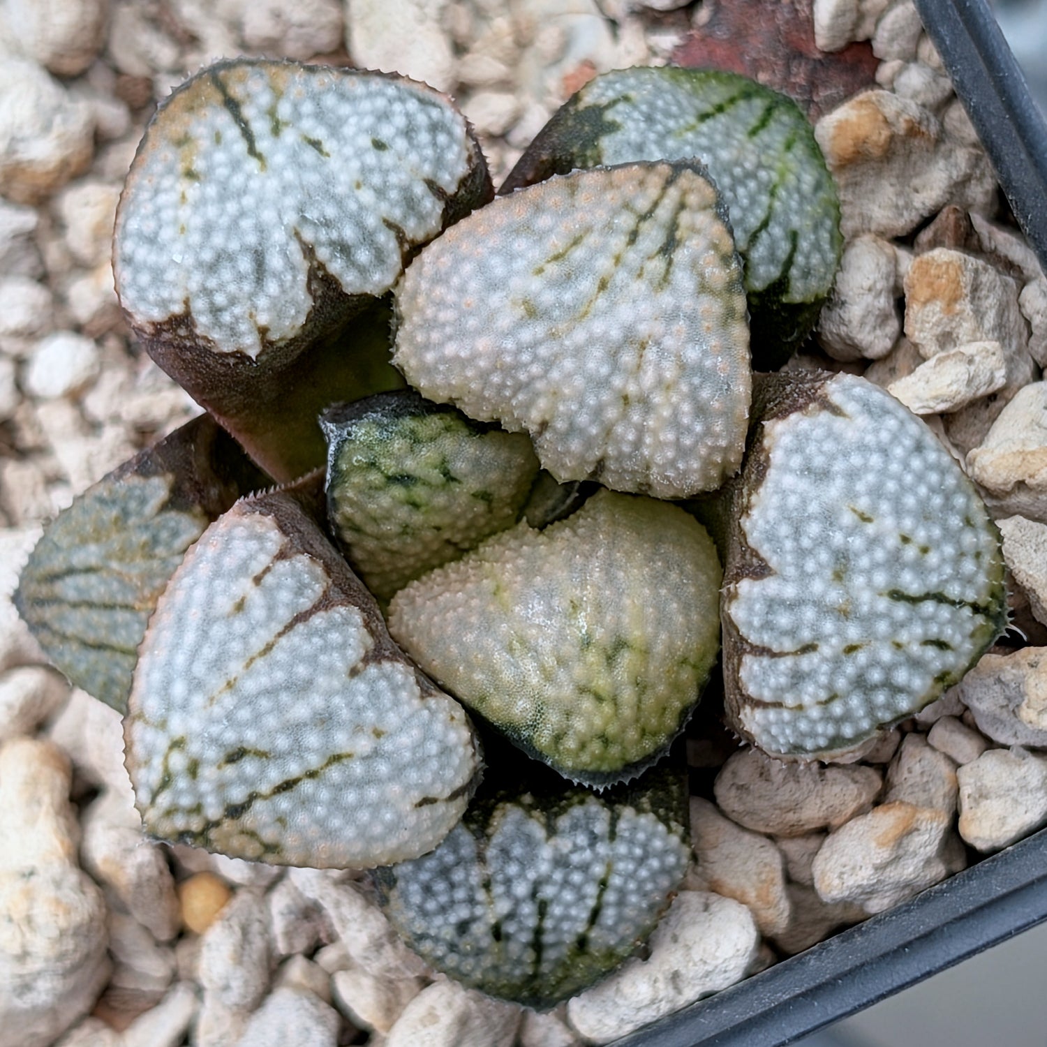Haworthia "TetraTreasures" PP629 groenewaldii hybrid series #1