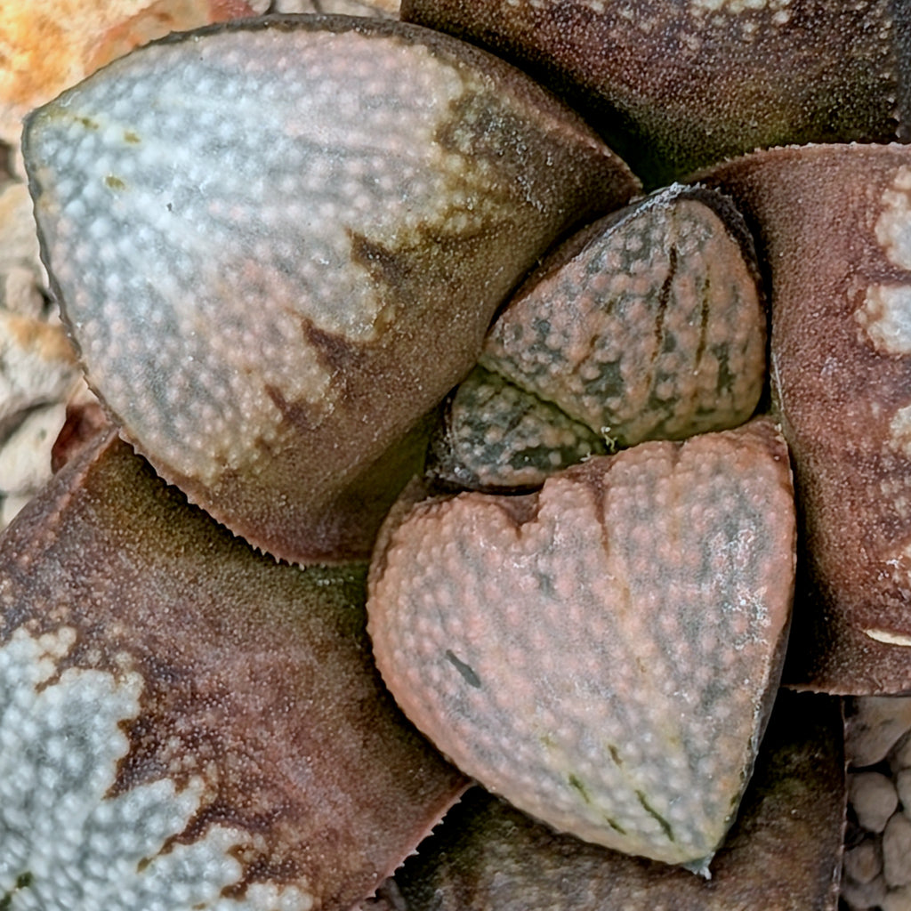 Haworthia "TetraTreasures" PP629 groenewaldii hybrid series #2
