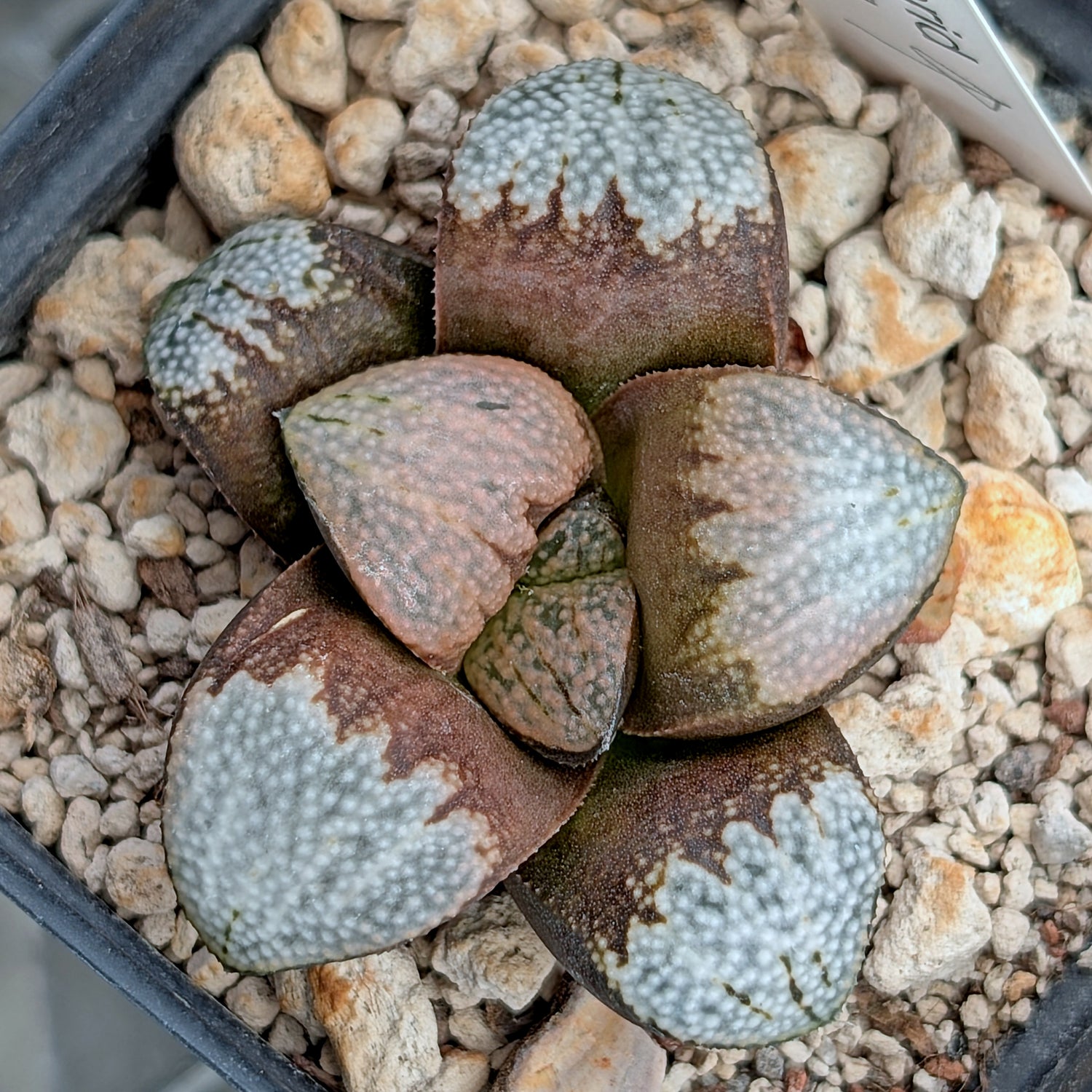 Haworthia "TetraTreasures" PP629 groenewaldii hybrid series #2