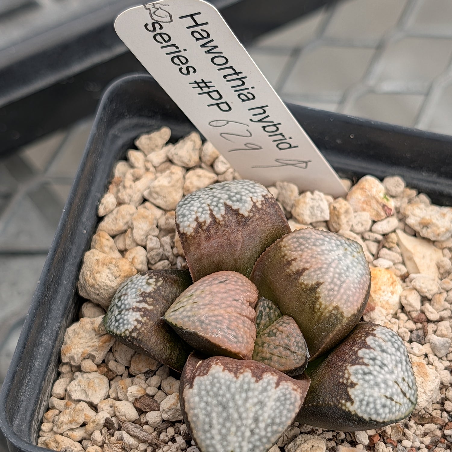 Haworthia "TetraTreasures" PP629 groenewaldii hybrid series #2