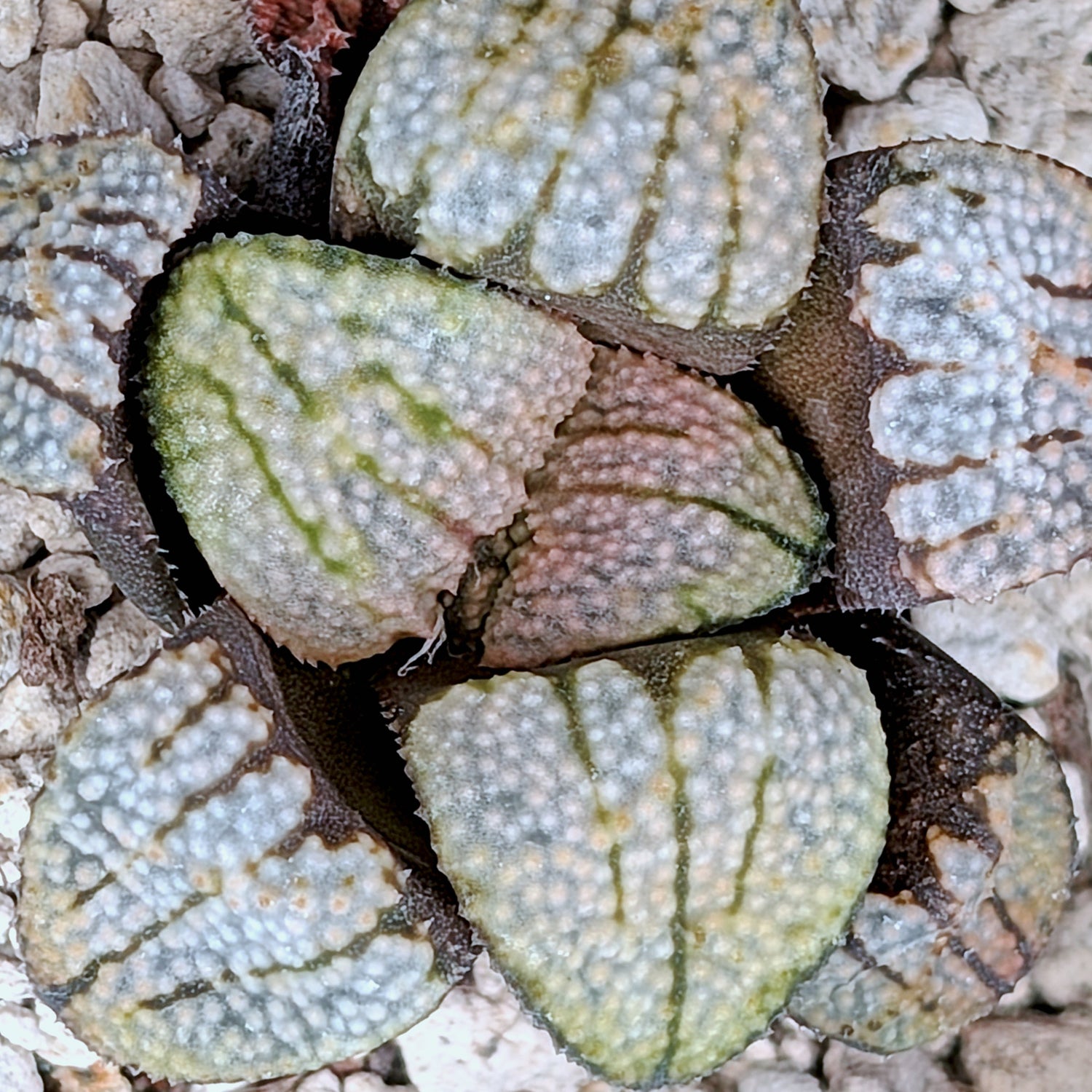 Haworthia "TetraTreasures" PP629 groenewaldii hybrid series #32