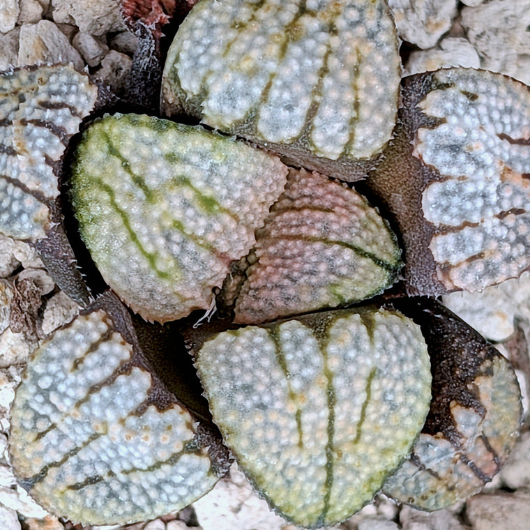 Haworthia 
