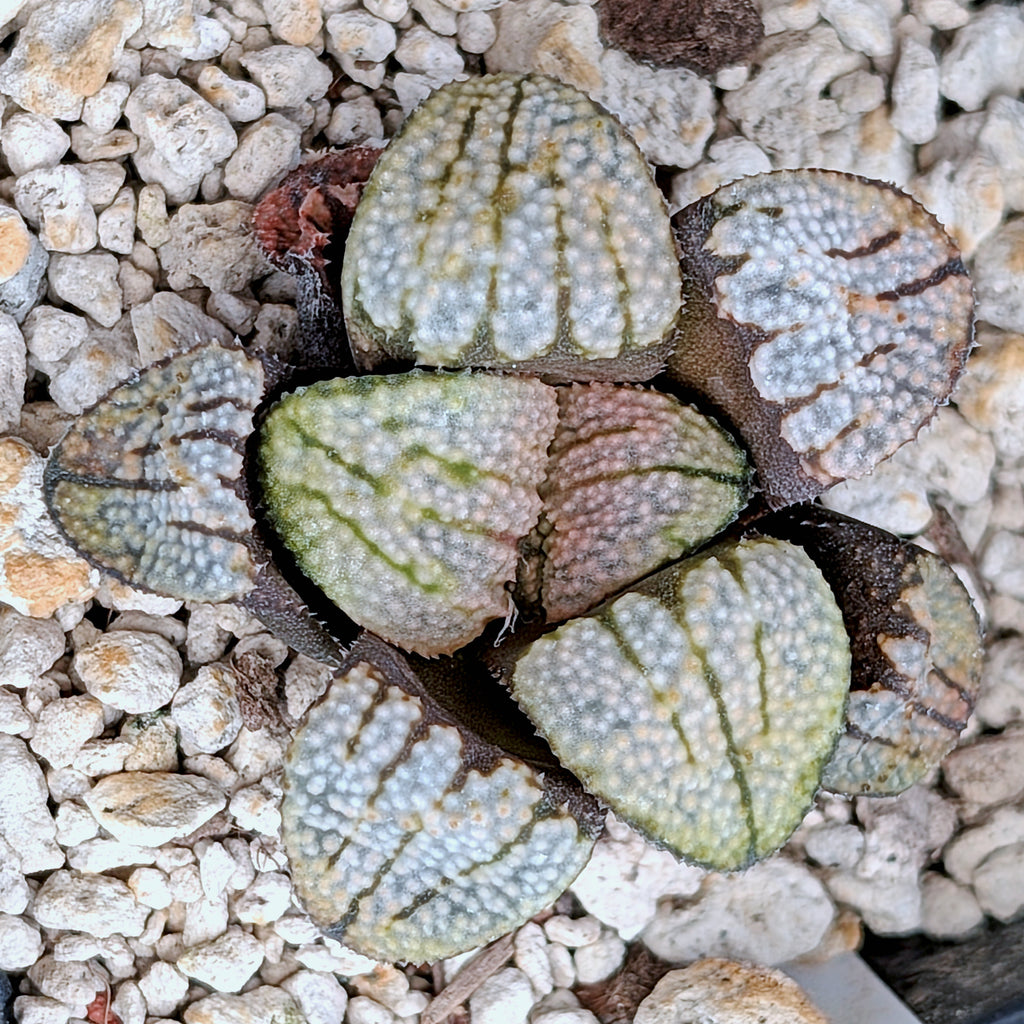 Haworthia "TetraTreasures" PP629 groenewaldii hybrid series #32