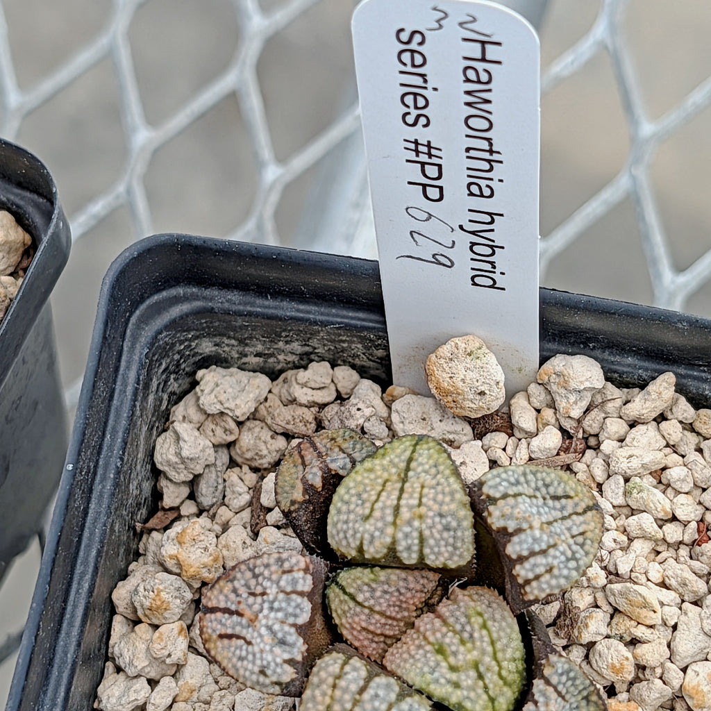 Haworthia "TetraTreasures" PP629 groenewaldii hybrid series #32