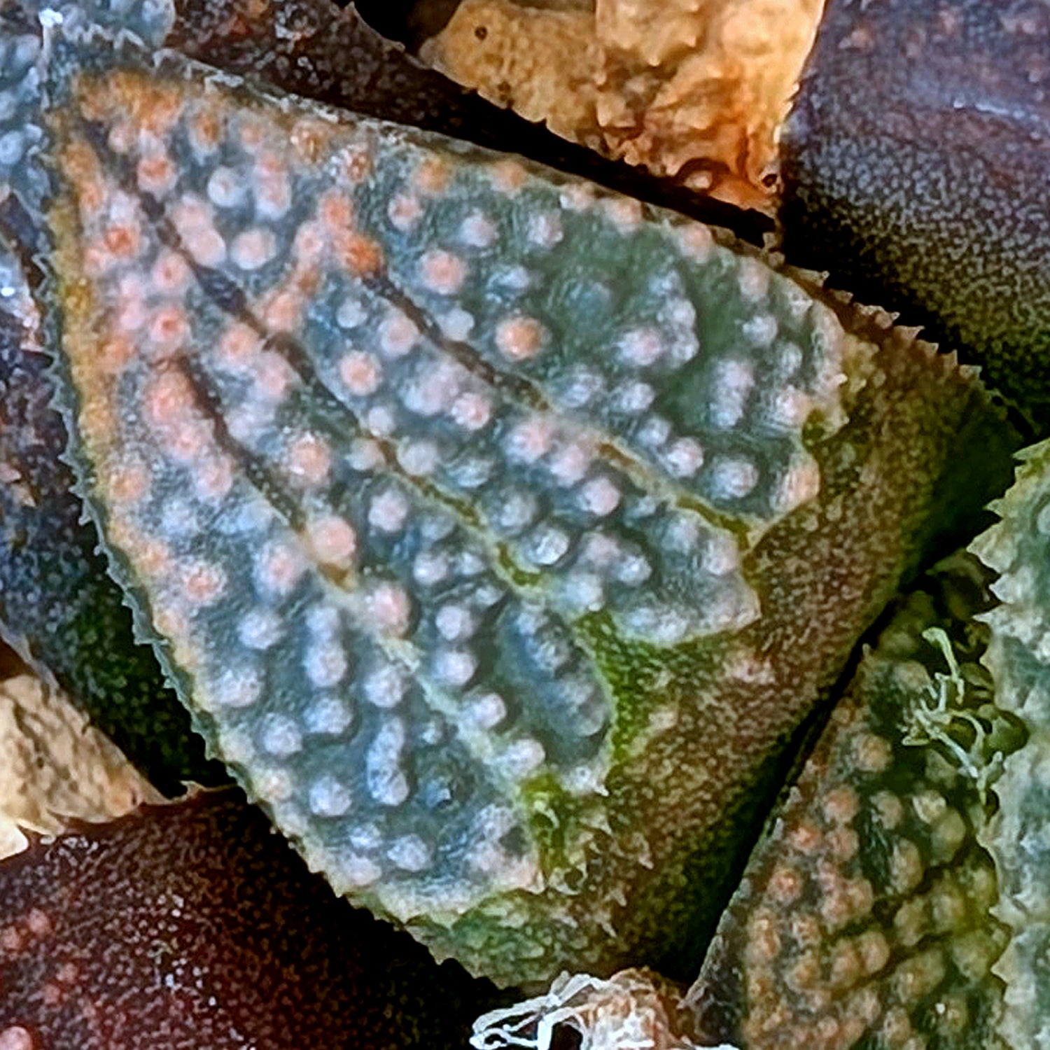 Haworthia "TetraTreasures" PP631 groenewaldii hybrid series #22