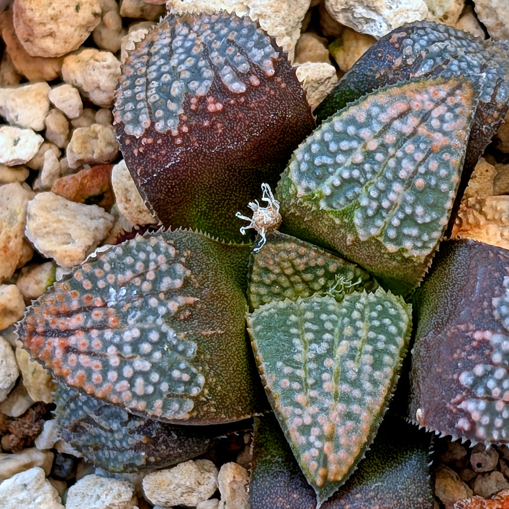 Haworthia "TetraTreasures" PP631 groenewaldii hybrid series #22